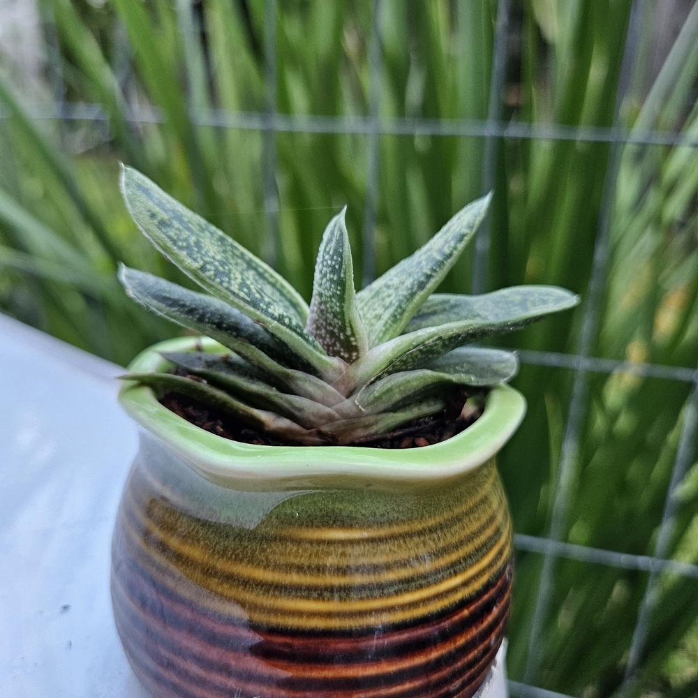 Green and Brown Ceramic Planter with Succulent